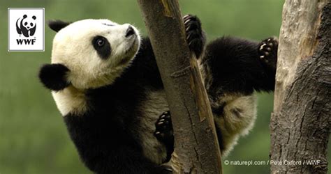 panda charity logo|WWF conserves our planet, habitats, & species like .
